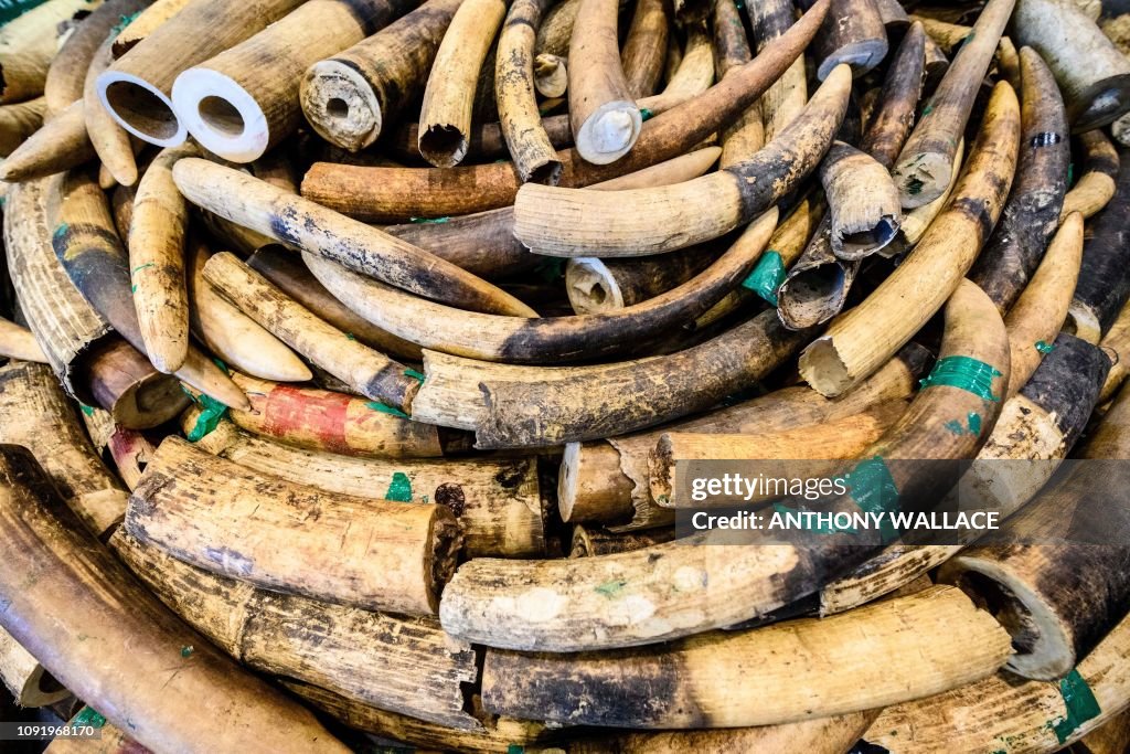 HONG KONG-WILDLIFE-CRIME
