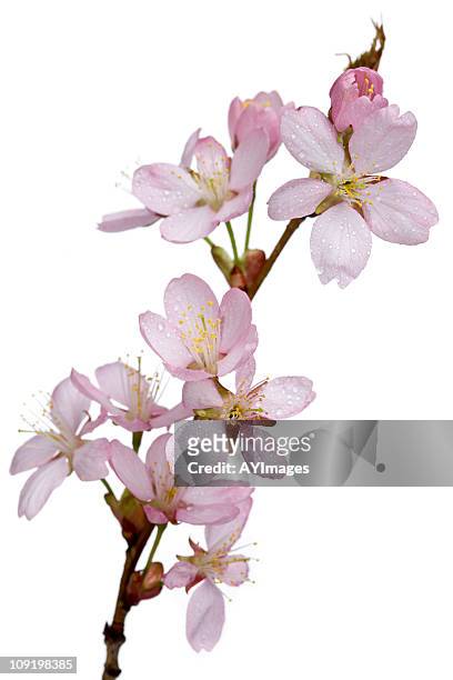 sargent cherry branch with flowers (prunus sargentii) - sakura stock pictures, royalty-free photos & images
