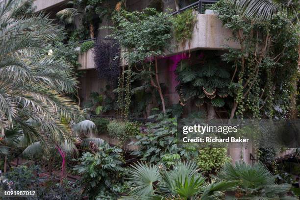 The Barbican Conservatory in the City of London, on 27th January 2019, in London, England. The conservatory houses more than 2000 species of plants...