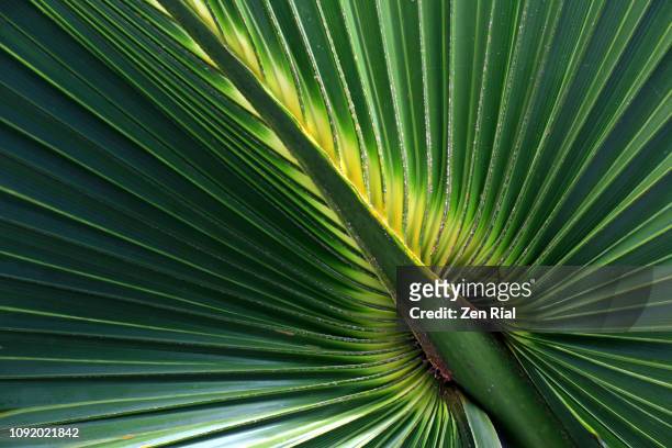 close up of palm leaf showing natural fanned out patterns - bladnerf stockfoto's en -beelden