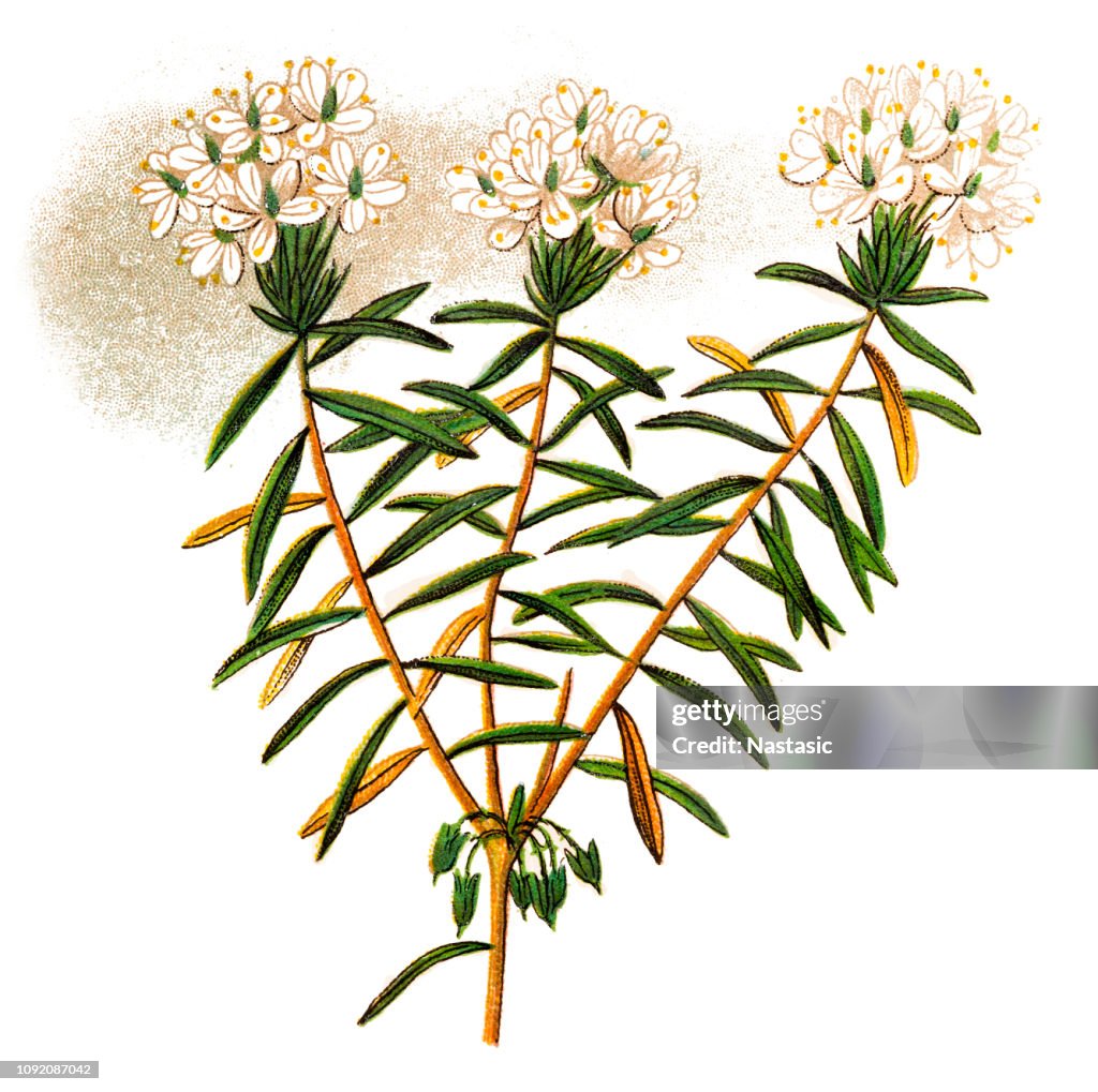 Wild rosemary (Ledum palustre)