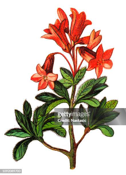 rhododendron hirsutum, the hairy alpenrose - alpenrose stock illustrations