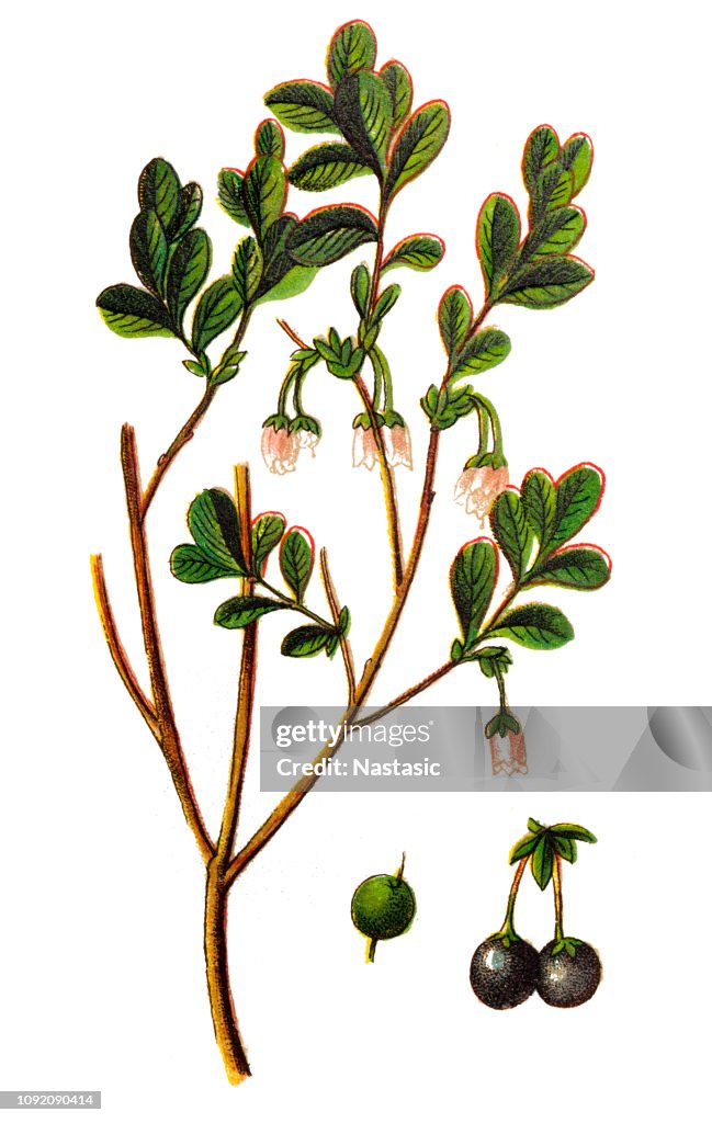 Vaccinium uliginosum (bog bilberry, bog blueberry,northern bilberry or western blueberry)