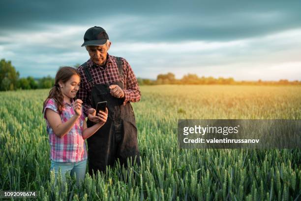 senior farmer and his granddaughter using smart phone outdorrs in field. - green wheat stock pictures, royalty-free photos & images