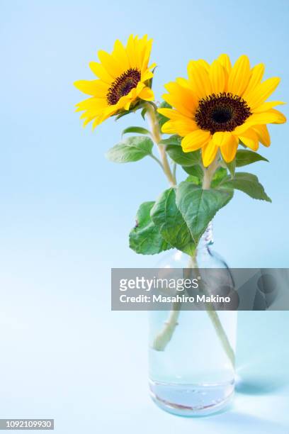 sunflowers - helianthus stockfoto's en -beelden