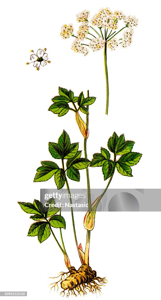 Peucedanum ostruthium or Imperatoria ostruthium, Masterwort