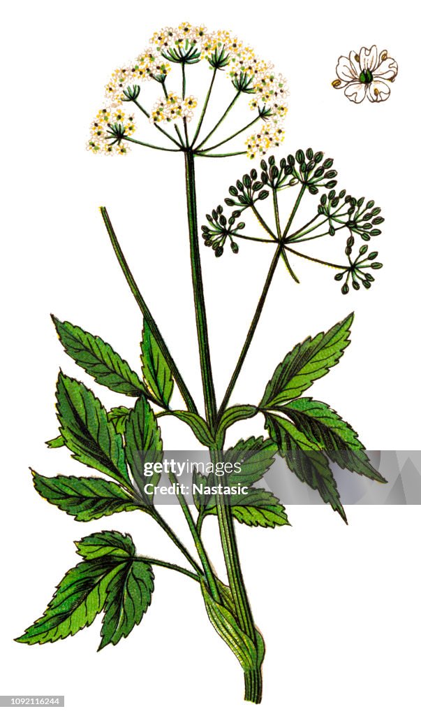 Aegopodium podagraria (commonly called ground elder, herb gerard, bishop's weed, goutweed, gout wort, and snow-in-the-mountain, and sometimes called English masterwort and wild masterwort)