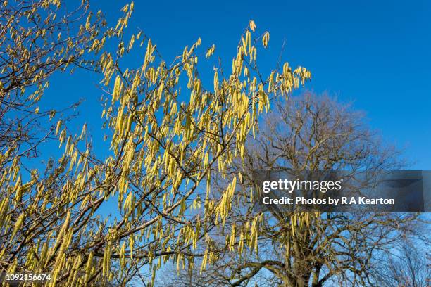 hazel catkins on a sunny winter morning - hazel tree stock pictures, royalty-free photos & images