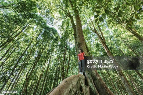 young asian woman standing on tropical in tropical rainforest setting - jungle green stock-fotos und bilder