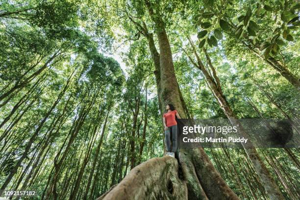 young asian woman standing on tropical in tropical rainforest setting - jungle tree bildbanksfoton och bilder
