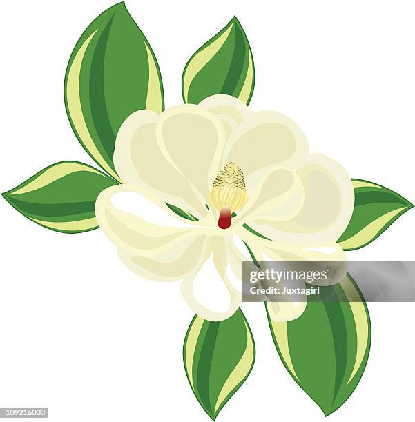 southern magnolia - magnolia stock illustrations