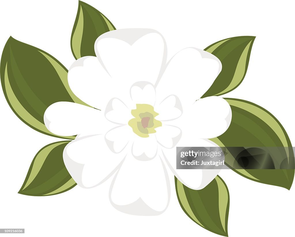 Top view of southern magnolia