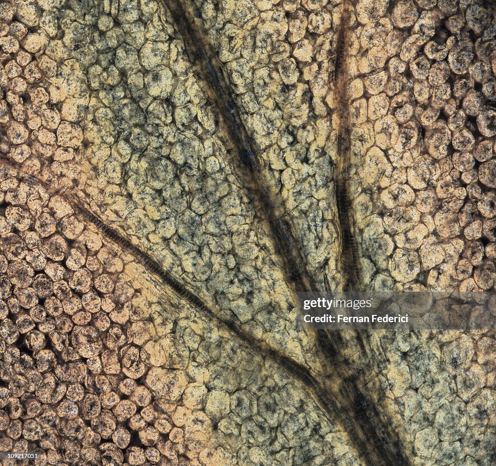 Plant cells