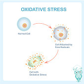 Oxidative stress scheme. Healthy cell caused by an attack of free radicals