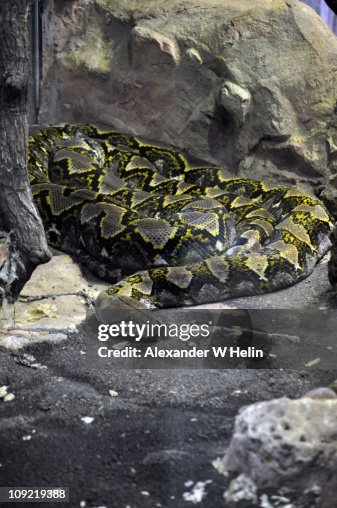 Reticulated Python Reticulated Python