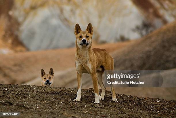 1,813 Dingo Photos and Premium High Res Pictures - Getty Images