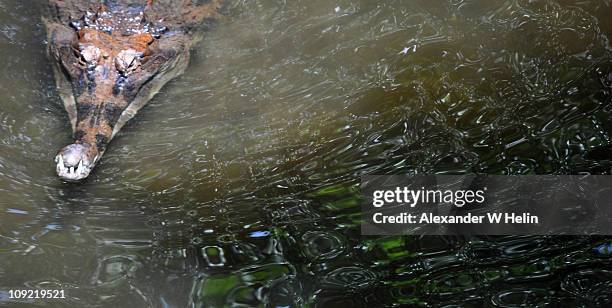 caiman - singapore zoo stock pictures, royalty-free photos & images