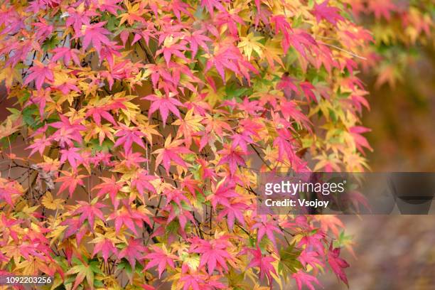 maple leaves collection v in kyoto, japan - roter ahorn stock-fotos und bilder
