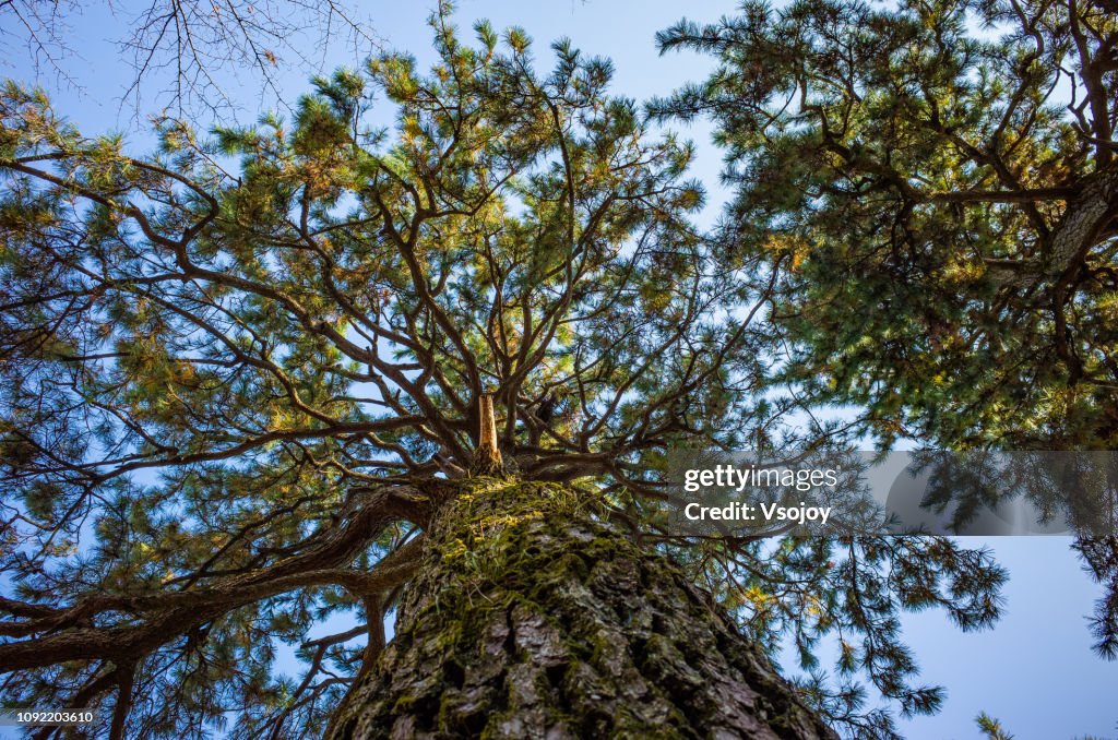 Pine tree in Kyoto Gyoen National Garden, Japan