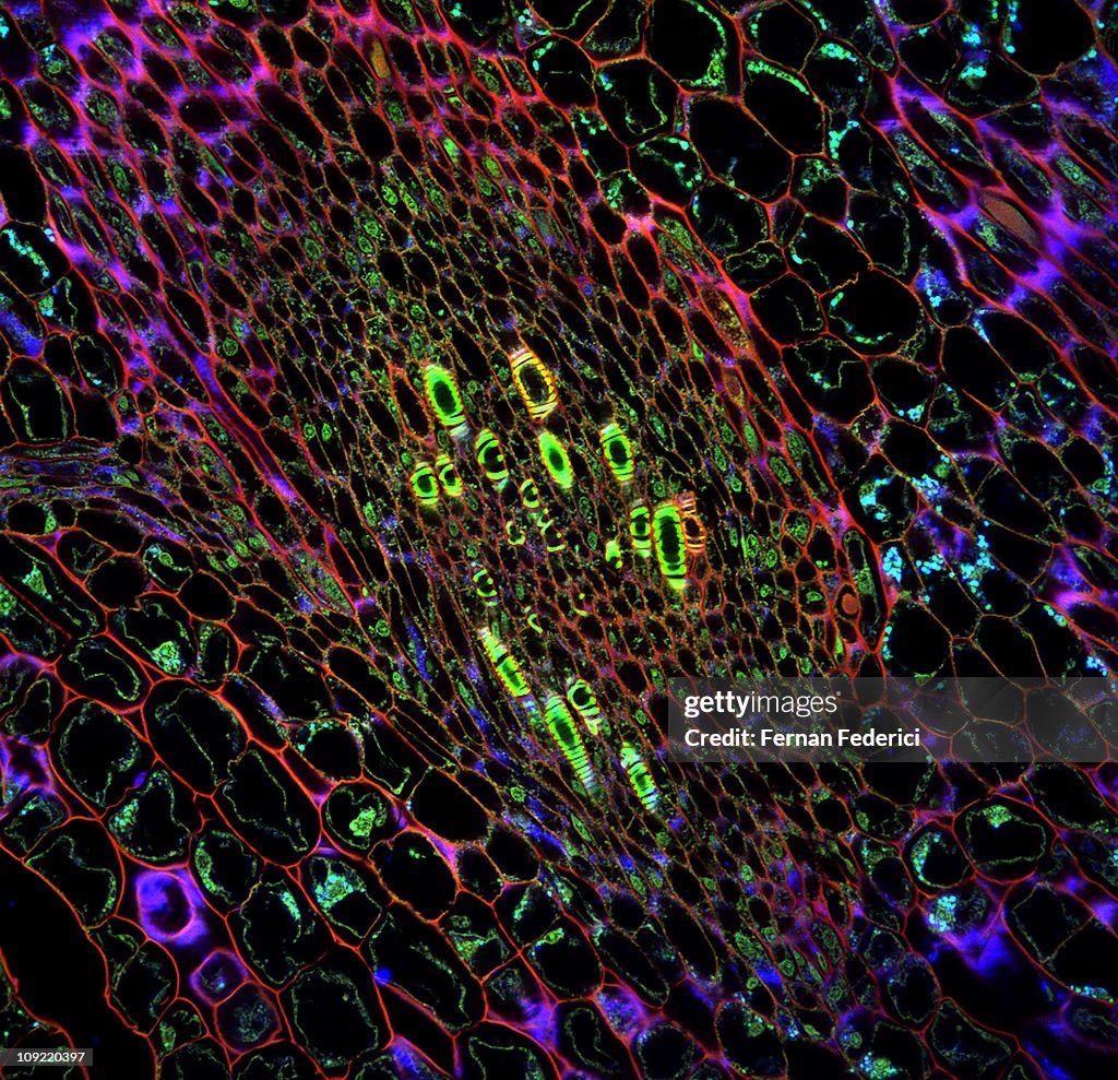 Plant cells