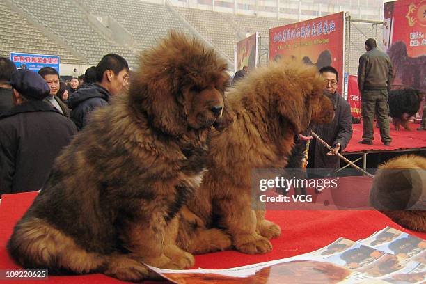 Tibetan mastiffs are seen during the "China Northern 2011 Tibetan Mastiff Exposition" at Yutong International Sports Centre on February 16, 2011 in...