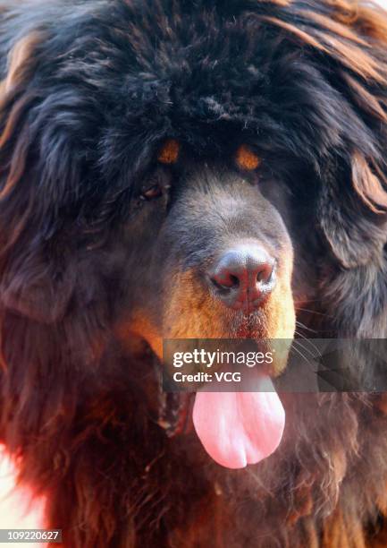 Tibetan mastiff is seen during the "China Northern 2011 Tibetan Mastiff Exposition" at Yutong International Sports Centre on February 16, 2011 in...