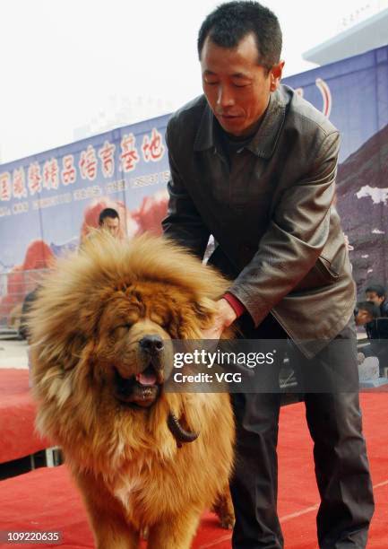 Owners prepare their Tibetan mastiffs during the "China Northern 2011 Tibetan Mastiff Exposition" at Yutong International Sports Centre on February...