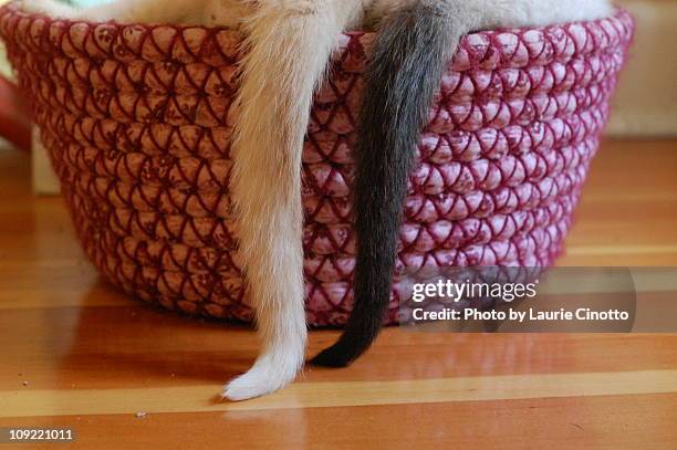 two tails - cat hanging stock pictures, royalty-free photos & images