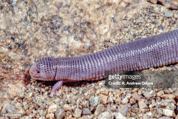 Biped Insect Bipes Photos and Premium High Res Pictures - Getty Images