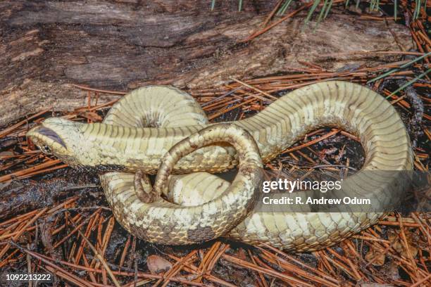 eastern hognose snake feigning death - doen alsof je dood bent stockfoto's en -beelden