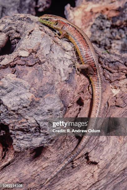 plated lizard - plated lizard stock pictures, royalty-free photos & images