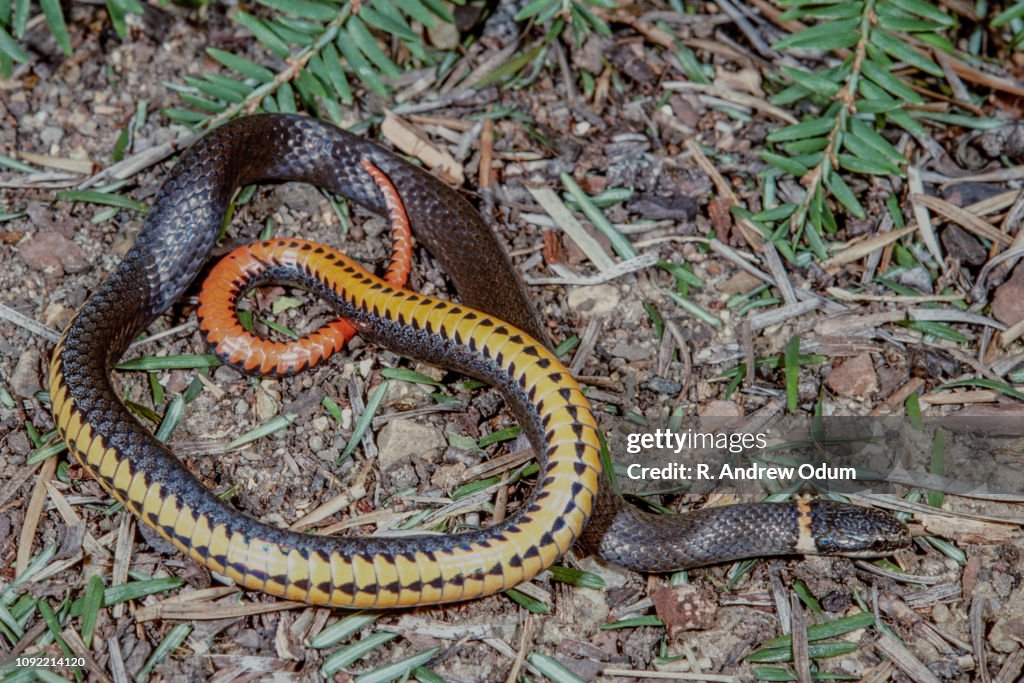 Ring-neck snake