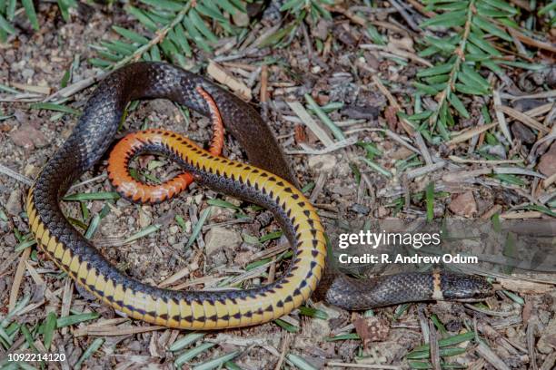 ring-neck snake - ringneck snake stock pictures, royalty-free photos & images