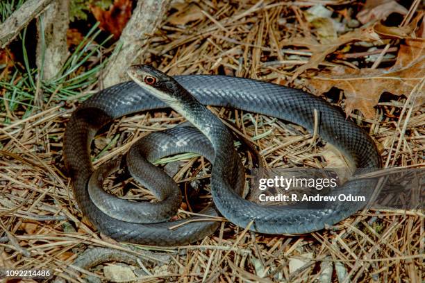 southern black racer - southern black racer stock pictures, royalty-free photos & images