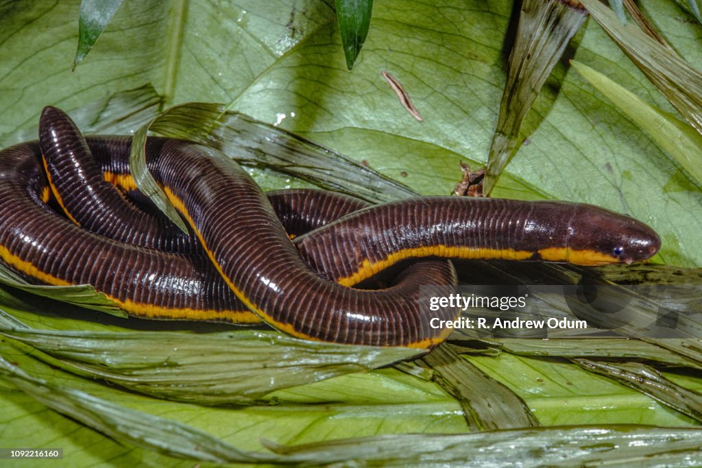 Striped caecilian - Koa Tao Island caecilian