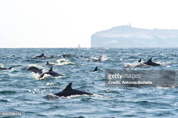 dolphins jumping out of the water - channel islands national park stock pictures, royalty-free photos & images