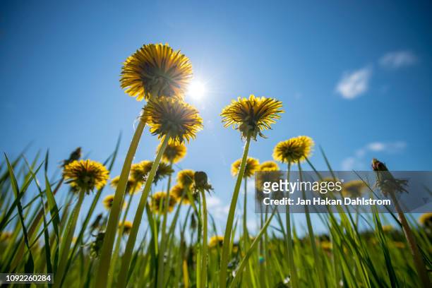 dandelions streching fowards the sun - dandelion stock pictures, royalty-free photos & images