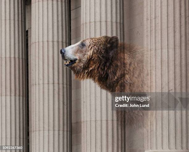 a bear market - bear market stock pictures, royalty-free photos & images