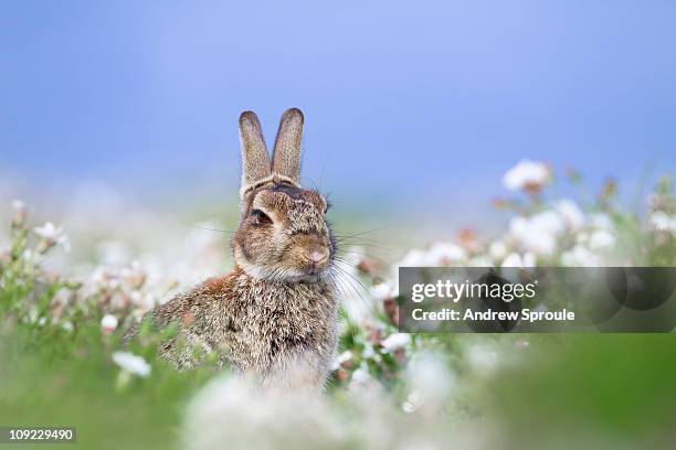 Skomer Rabbits 1,158 European Rabbit Stock Photos, High-Res Pictures, and Images ...