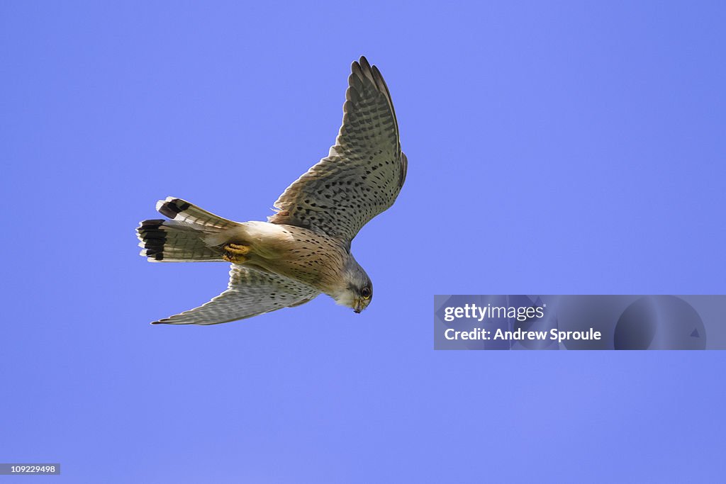 Common Kestrel (Falco tinnunculus)