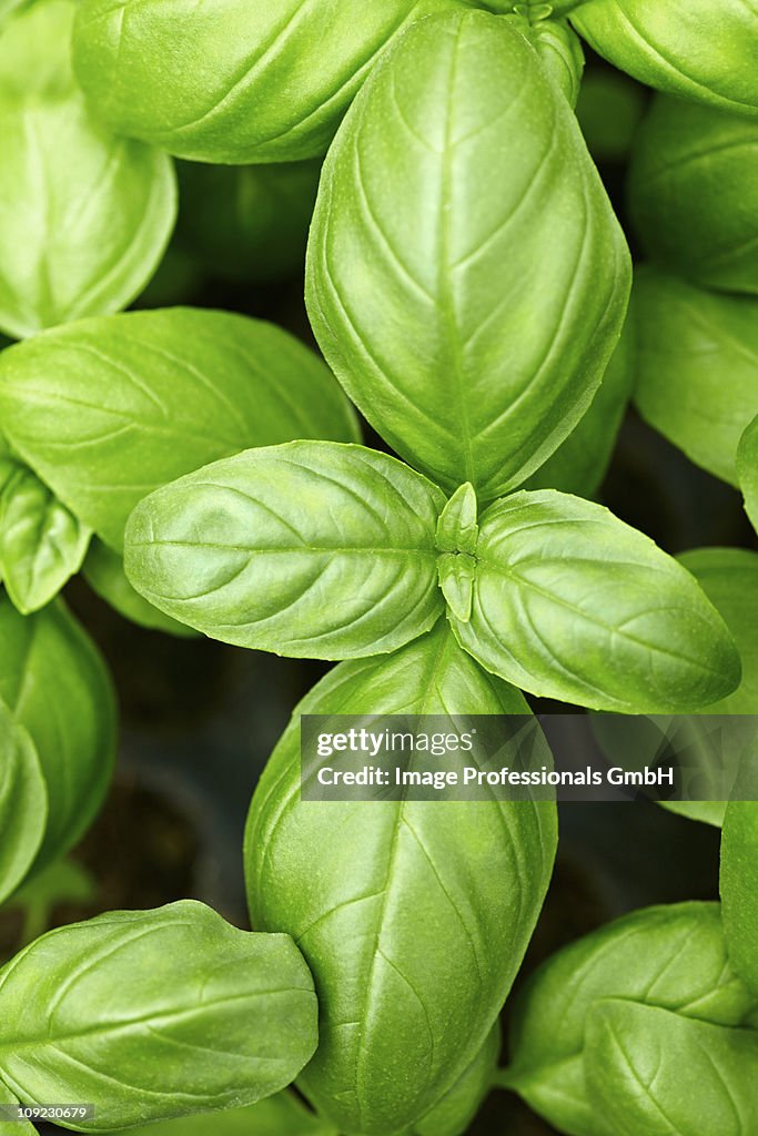 Fresh basil leaves, close-up