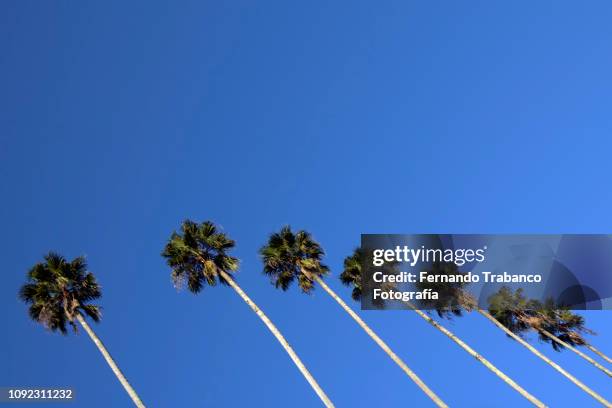 palm trees in the sun - number 7 stock pictures, royalty-free photos & images
