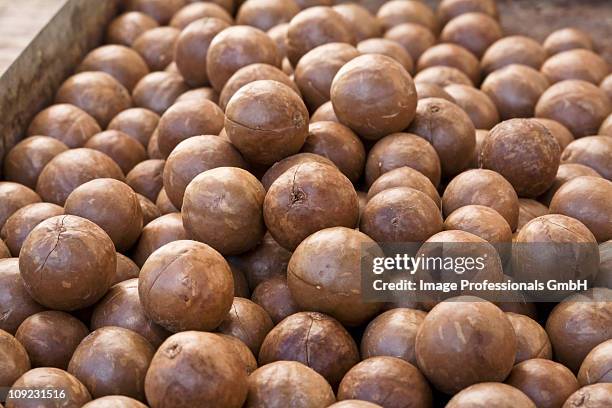 macadamia nuts - macadamia stock pictures, royalty-free photos & images