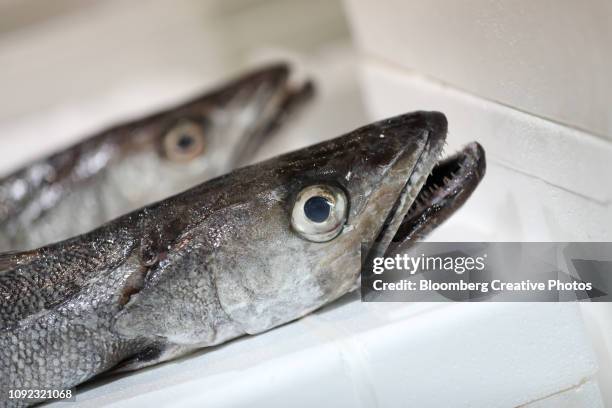 hake fish sit on display at a fishmongers stall - merluza fotografías e imágenes de stock