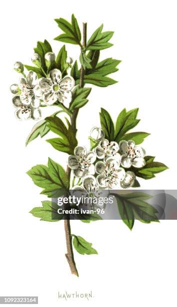 124 Hawthorn Illustrations - Getty Images