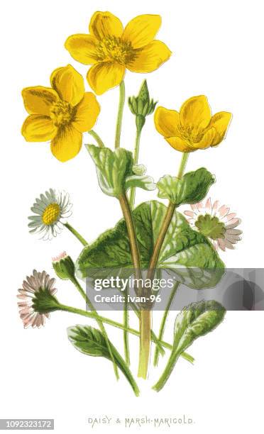 daisy, marsh-marigold, sumpfdotterblumen - calendula stock-grafiken, -clipart, -cartoons und -symbole