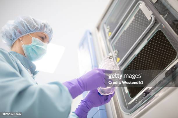cultivation of stems in cultivation containers in laboratory for drug production - stem cells human stock pictures, royalty-free photos & images
