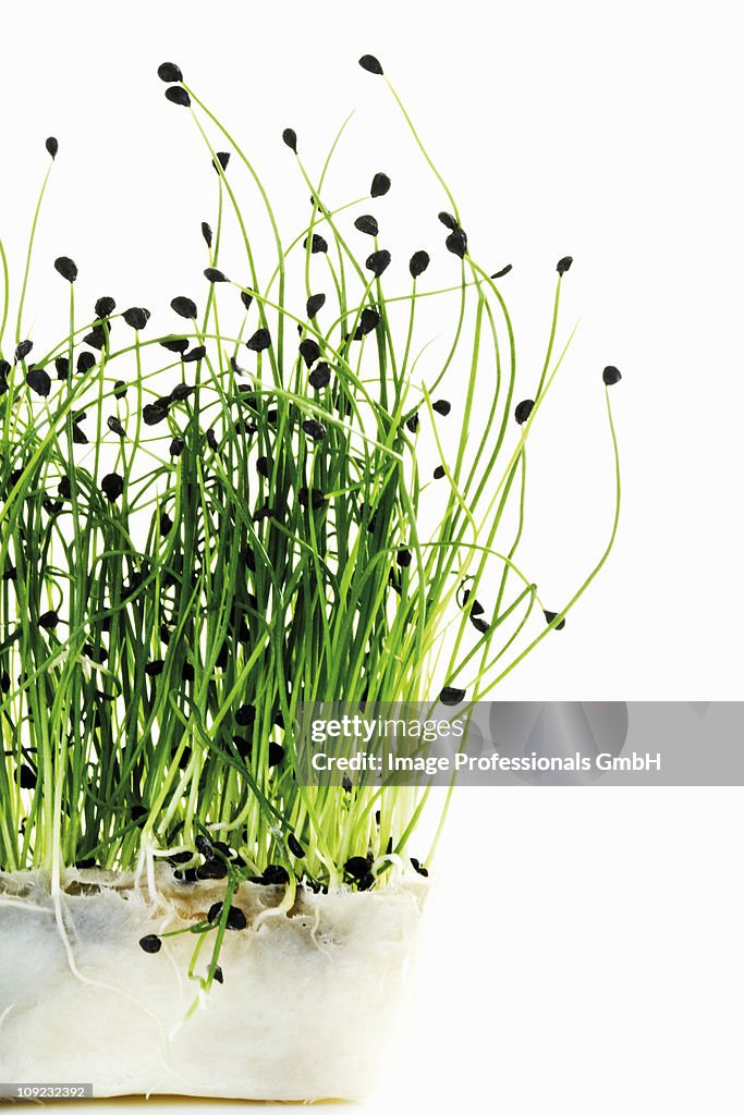 Rock chives on white background, close-up