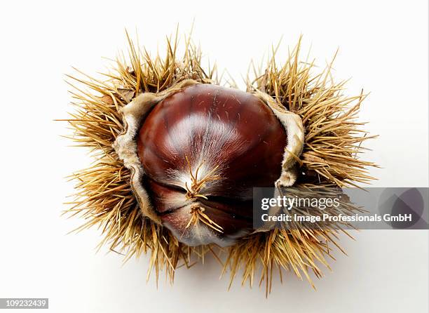 Identify Chestnuts Shell 273 Chestnut Shell Stock Photos, High-Res Pictures, and Images - Getty ...
