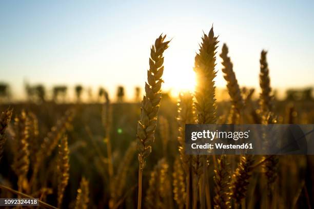 ears of wheat at sunset - ähren stock-fotos und bilder